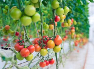 work in amsterdam tomato picker